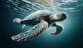 A majestic green turtle swimming in the ocean under the surface Royalty Free Stock Photo