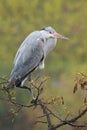 Majestic grey heron Ardea cinerea