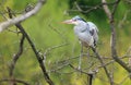 Majestic grey heron Ardea cinerea