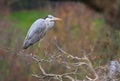 Majestic grey heron Ardea cinerea