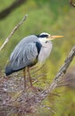 Majestic grey heron Ardea cinerea