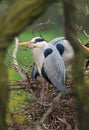 Majestic grey heron Ardea cinerea