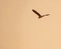 Majestic grey heron soaring in the sky against a backdrop of golden hues and subtle grey tones Royalty Free Stock Photo