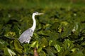 Majestic grey heron standing on swamp in summer nature.