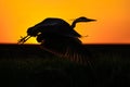 Majestic Grey heron taking off against a vibrant orange sunset Royalty Free Stock Photo