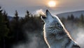 Lone Wolf Howling at Sunset Royalty Free Stock Photo