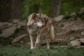 Majestic grey wolf standing in a green meadow in a forest.