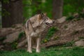 Majestic grey wolf standing in a green meadow in a forest.