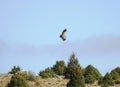 Griffon vulture flying alone