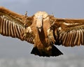 A majestid griffon vulture in spanin Royalty Free Stock Photo