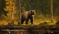 Majestic grizzly bear walking in tranquil autumn forest generated by AI