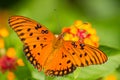 Gulf Fritillary Butterfly