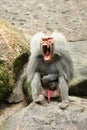 Majestic hamadryas baboon in captivity Royalty Free Stock Photo