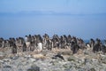 Antarctica, group of Adelie Penguins. Nature and landscapes of Antarctic