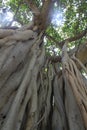 Majestic Hawaiian Banyan Tree