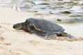 Majestic Hawaiian Green Sea Turtle Coming Ashore On Northshore Beach Oahu Hawaii In Early September