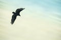 Majestic hawk flying through air seen from below with sky overhead Royalty Free Stock Photo