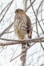 Majestic hawk perched on a barren winter tree branch against a cloudy sky Royalty Free Stock Photo