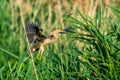 Majestic heron in flight against a backdrop of lush green foliage