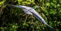 A majestic heron in flight, showcasing the airborne elegance