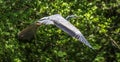 A majestic heron in flight