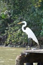 Majestic Heron near the river Guatemala