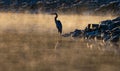 Majestic heron perched atop a rocky outcropping along a tranquil riverbank