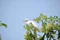 Majestic Heron Perched on Green Branch