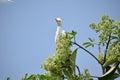 Majestic Heron Perched on Lush Green Branch
