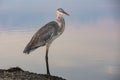 Majestic heron perched on a shoreline boulder