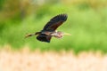 Majestic heron soaring through the clear sky against a lush green background