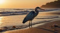 Majestic Heron at Golden Hour Beach Royalty Free Stock Photo