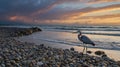Great Blue Heron On Pebble Beach Overlooking Pacific Ocean at Sunset Royalty Free Stock Photo