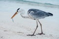 Majestic heron stands atop a picturesque sandy beach in the beautiful Maldives