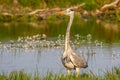 Majestic heron stands on lush green grass beside a tranquil lake.