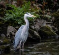 Majestic heron stands on a rocky cliff overlooking the River Cynon