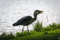 Majestic heron stands on the shore of a body of water, surrounded by lush grass.