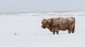 Majestic Highland Cow Braving Snow-Covered Landscape Royalty Free Stock Photo
