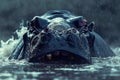 Majestic Hippopotamus Emerging From Water With Raindrops at Twilight, African Wildlife Scene Royalty Free Stock Photo