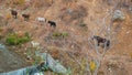 Majestic Horses and Foals Follow Trail by Stream. Witness enchanting sight of herd of horses accompanied by their foals