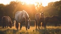 Majestic Horses Grazing at Sunset in Pastoral Scene. Royalty Free Stock Photo