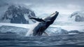 Majestic Humpback Whale Jumping Out of Water Royalty Free Stock Photo