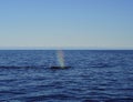 Majestic humpback whale swimming in the sparkling blue ocean, illuminated by a rainbow