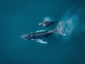 Majestic Humpback Whales in Deep Blue Ocean Royalty Free Stock Photo