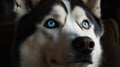 A husky with intense blue eyes looking up created with Generative AI