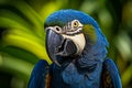 Majestic Hyacinth macaw bird. Generate Ai