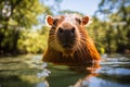 A majestic image of a capybara swimming in a river, highlighting its large size and webbed feet.