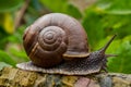 Majestic image of a helix pomatia, also known as Roman snail