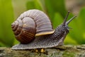 Majestic image of a helix pomatia, also known as Roman snail