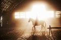 Majestic image of horse horse silhouette with rider on sunset background. The girl jockey on the back of a stallion Royalty Free Stock Photo